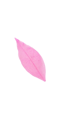 Frunze roz unghii